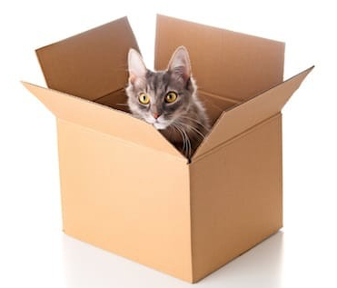 Chat dans une boîte
